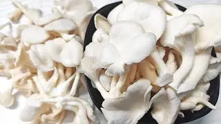 Do Oyster Mushrooms Have Protein? Oyster Mushroom Protein Content | How Much Protein in Them | Facts