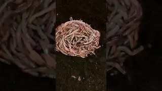 Бизнес на червях это Круто