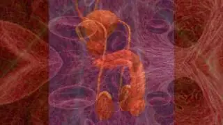 VEINY PENIS Stimulation - ERECTION Boost - Blood Circulation - Free Binaural Tones