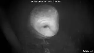 #OwletPaulie Listening to What is Happening Outside.  Owl Box C - 6/23/23 - 8:20 am
