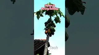 Pepaya dan Burung Kutilang
