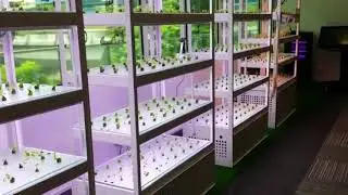 Hydroponics with Computer Vision & IoT