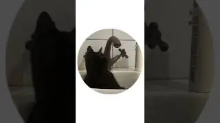 #котенок