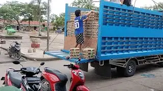 baru masuk..!! bongkar telur ayam ras hari ini