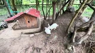 Rabbits happy with new their house