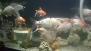 ZOOLOGICO DE ORURO PECES