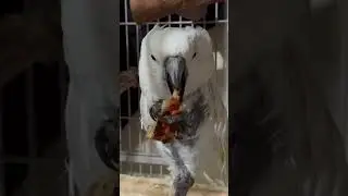 Pizza Party with Parrots: Sara & Boo's Feast, Misha's Pineapple Protest! 
