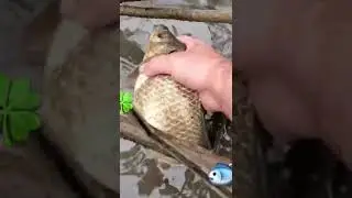 Большие караси руками! Вот это рыбалка!