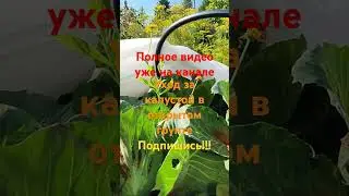 Уход за капустой в открытом грунте #дача #огород
