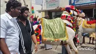 horse dance