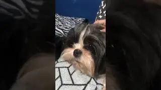 SHIH TZU FALLS ASLEEP WITH HEAD MASSAGE | SHIH TZU | SHORT VIDEO | SOFIA