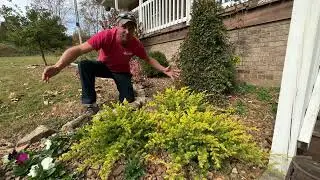 It's Worth a Grow:  All Gold Juniper