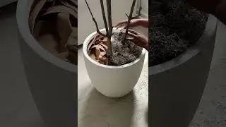 The Secret To My Huge Planter
