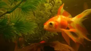 Nell'acquario