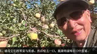 苹果园之游