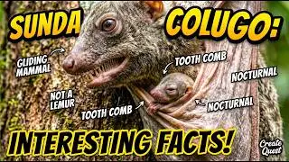 Sunda Colugo: The Mammal That Glides 150 Meters Without Flying! 🦇🌿 