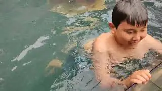 Uji Coba Kolam Koi Buat Renang