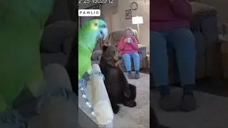 Grandma bear fun with parrot #bodycam #dashcam #funny #ai #cop #sora2 #grandma #bear #parrot