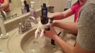 Кошечка Мили. Купаем КОШКУ Первый РАЗ