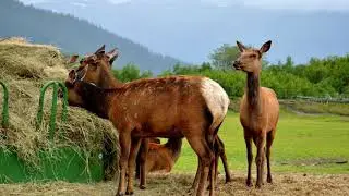 Beauty of Anchorage