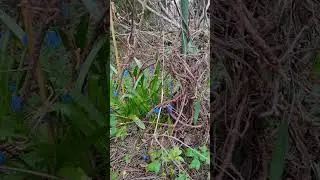 Китайский лимонник! ОТВЕТ! Посадка! Размножение! Уход!🌱