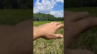 Как не нужно выращивать пшеницу.