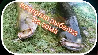 Вечерняя рыбалка на сома.
