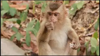 Monkey Leo Copy 2024