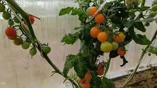 Где-то меня обманули🤔 Томат 