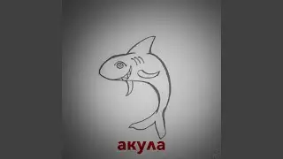 Акула