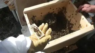 Installing a Package of Bees