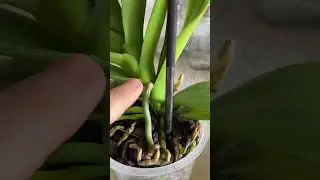 Examen a #orquideas #phalaenopsis