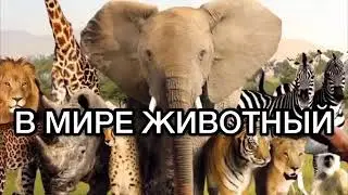 Новая озвучка в мире животных 2 от Джавида