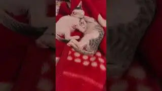 Котятки в добрые ручки.  Помощь приюту 89198804237