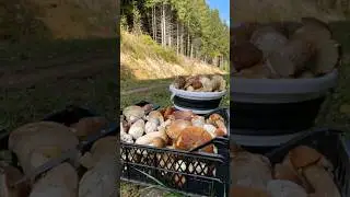 Mushrooms 2024 Eastern Europe 