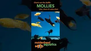 Sailfin Mollies #mollyfish #tropicalfish #fishkeeping