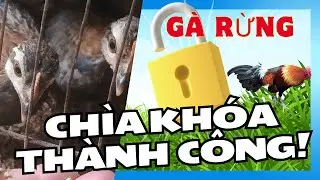 Kinh nghiệm nuôi gà rừng || Gà rừng Tây Bắc #gàrừng #garung