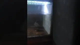 asiatica. yang komen ,sascreb, laik  nanti tak kasih Cana milih yang ada di rumahku