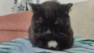 Кот познал дзен.