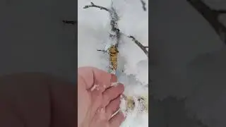 🤷‍♂️ПОГРЫЗЛИ СТВОЛ ЯБЛОНИ🌳