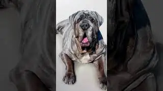 Nina the Neapolitan Mastiff #bonnysnowdonacademy #dogdrawing #realisticdrawing #colouredpencilart