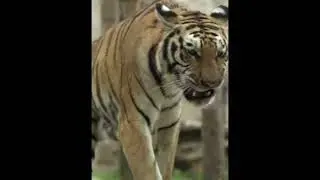 Tiger 241