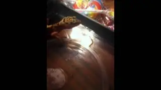 Leopard Gecko V.S Mealworms