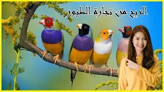 الربح من موقع كولدفارم لبيع و شراء الطيور