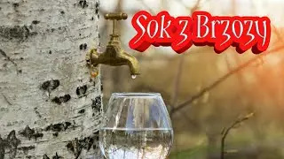 12. Jak Pozyskiwać Sok Z Brzozy