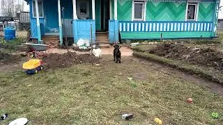 Кот Кузя и лабрадор Деймон.