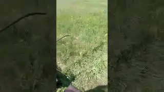 трава на саланцах