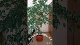 Жизнь офисных растений