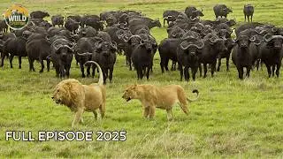 African Savannah | The Survival Journey of the Defenseless | Animal Documentary