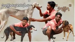 ராஜபாளையம் நாட்டு நாய் |Kanni Kombai Chippi parai |Rajapalayam Dogs